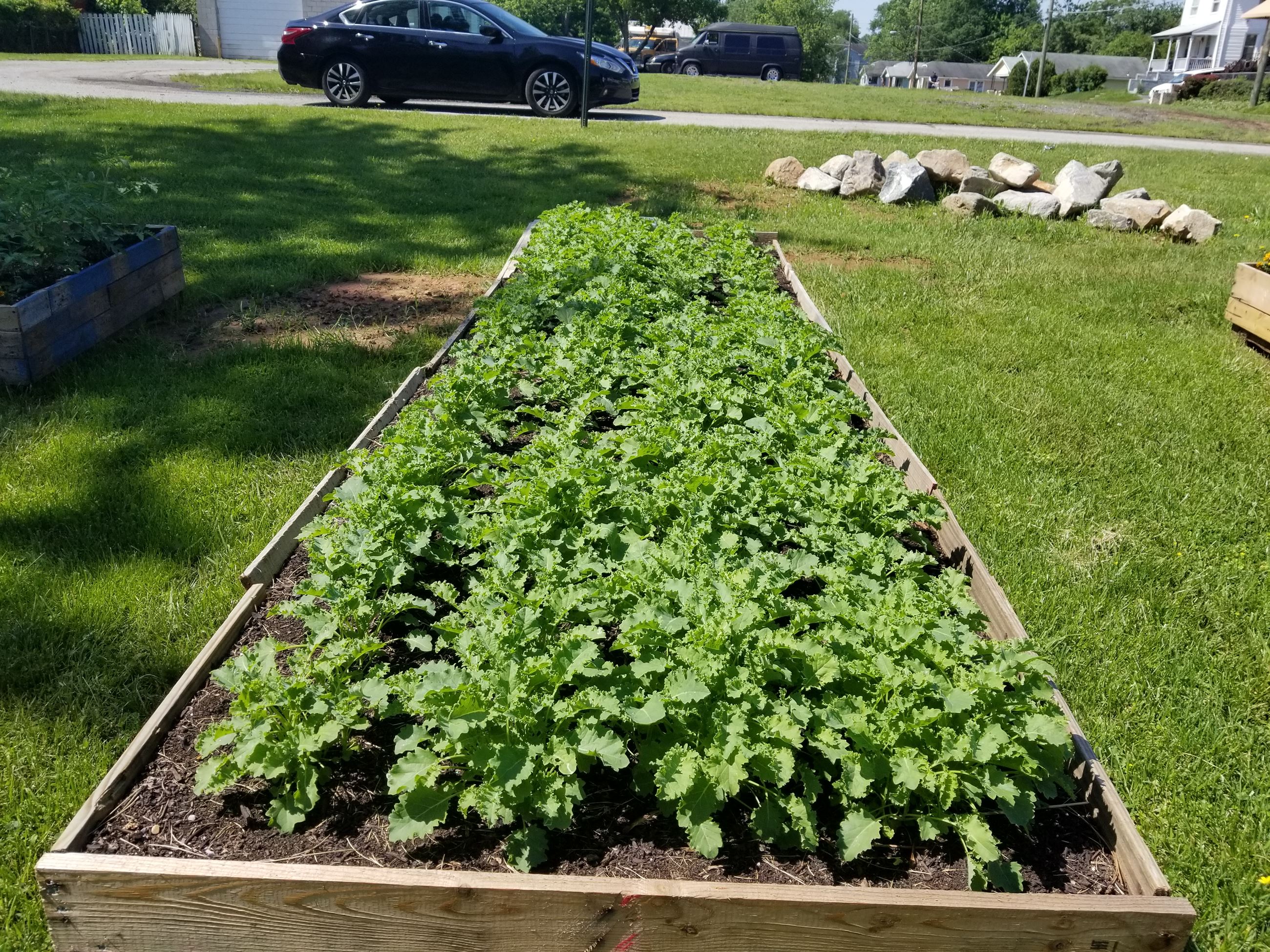 Community Garden pictues 3